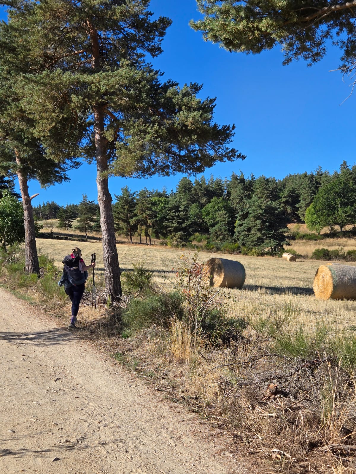 Une marcheuse sur un chemin bordé de pins et de bottes de foin